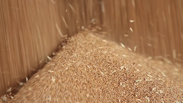 Wheat grain close-up. Wheat is unloaded from truck at flour mill. Wheat is strewing. Golden wheat rain. Transportation of Grain in a truck to a mill. Granary in the milling plant. Grain flour mill.