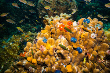 Christmas tree worms