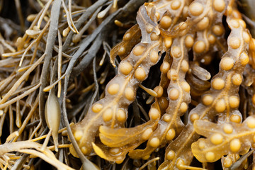 Bladder wrack (Fucus vesiculosus)