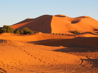Fototapeta na wymiar The camel tour in the Sahara dunes in Merzouga, Africa