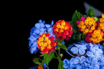 Obraz premium Beautiful flower on a black background