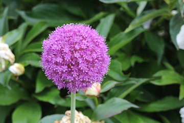 Obraz premium Allium Purple Sensation