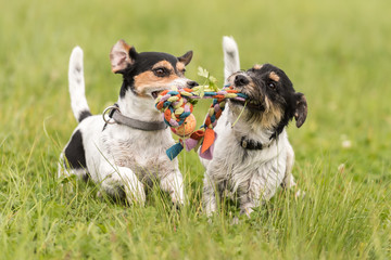Jack Russell Terrier - two cute little dogs play together with a ball - Jack Russell Terrier