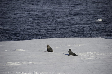 Sea Lions on an Iceberg