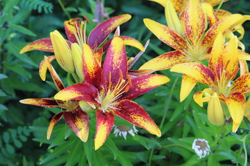 Bi color red and yellow Asiatic Lily