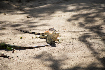 Iguane qui se promène sur l'archipel des Tobago Cays à Saint-Vincent et les Grenadines