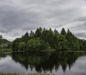  Reflection of Trees