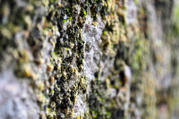 naturaleza textura