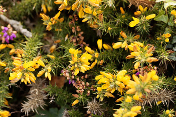Flowers of common gorse (Ulex europaeus)