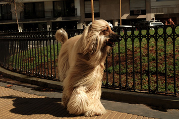 Perro Afgano