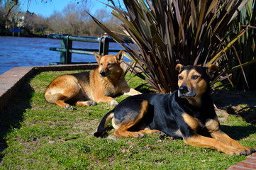 Perros Callejeros