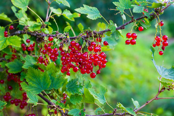 Branch of red currant bush