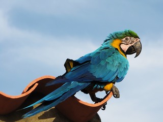 Macaw - Guacamaya