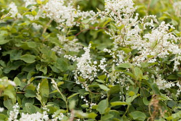 Russian vine (Fallopia baldschuanica)