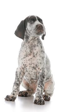 german shorthaired pointer puppy