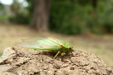 Green Grocer Cicada 'Cyclochila australasiae' Australia