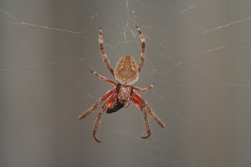 Garden Orb Weaver Spider 'Eriophora transmarina' Australia