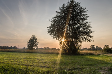 Tree on the meadow sunset sky, sun rays