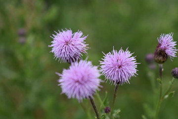 Thistle