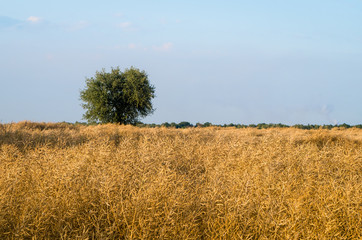 Single tree on field sunny Day Blue Sky
