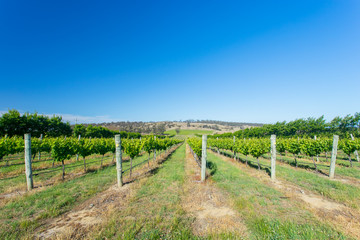 Fototapeta na wymiar A view of a vineyard at a winery