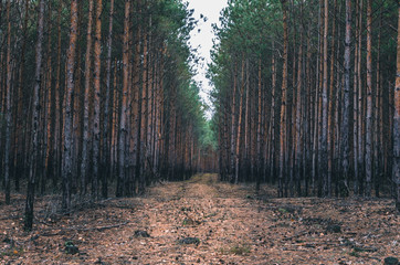Fototapeta premium Forest path among trees cloudy day