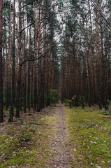 Forest path among trees cloudy day