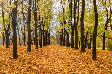 Alley of trees in urban park, golden autumn day