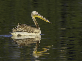 White Pelican Swimming in Green Water