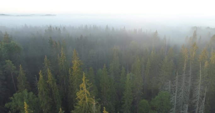 Aerial drone shot flying low over pine forests into a thick fog during sunrise