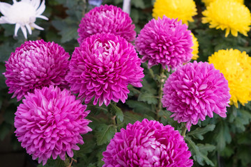 紫の菊
