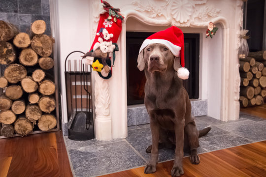 Labrador w&uuml;nscht frohe Weihnachten