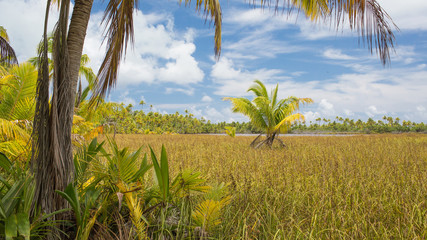 coconut forest of tetiaora French Polynesia  
