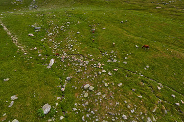 Cows in green amountain fields at summer