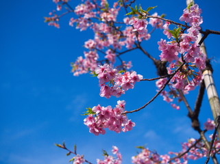 cherry