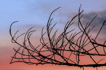 Dead tree at sunset.