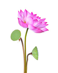 lotus flower isolated on white background