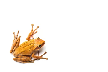 Photo sur Plexiglas Grenouille frog isolated on white background