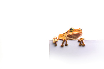 frog isolated on white background