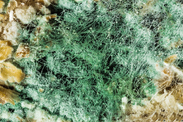 spread of green fungal mold on spoiled food products, view through a microscope