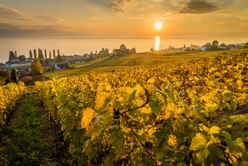 Sunset over vineyards in Lutry