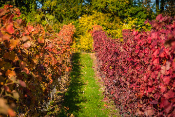 Orange and red vineyards