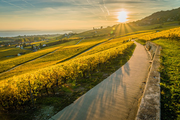 Panorama of vineyards and Geneva lake