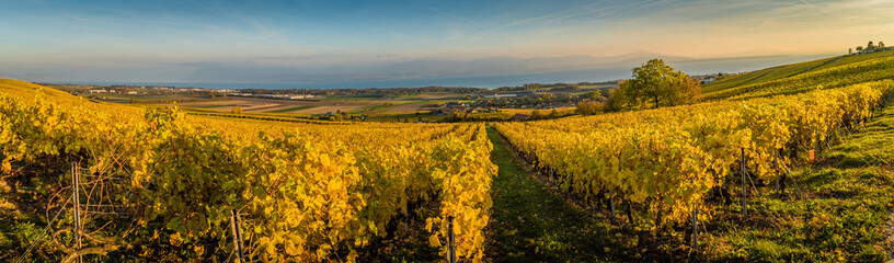 Panorama of vineyards and Geneva lake