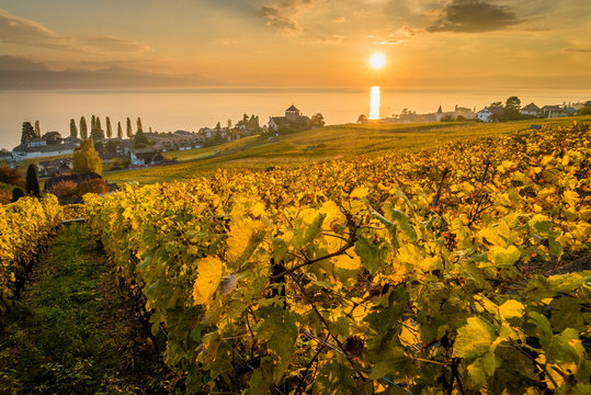 Sunset over vineyards in Lutry