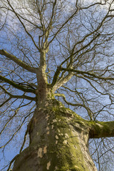 Ahornblättrige Platane