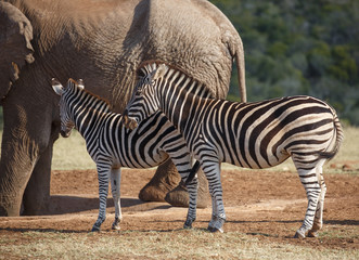 Obraz na płótnie Canvas Two Plains Zebras and Elephant