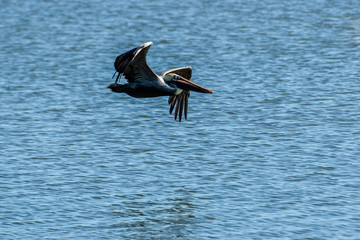 GalvestonBrownPelicaninFlight