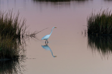 GalvestonWhiteHeronFishingReflection