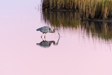 GalvestonBlueHeronReflection